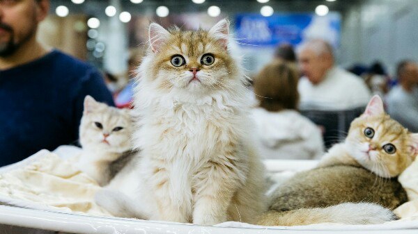 В Курске проводят международную выставку кошек
