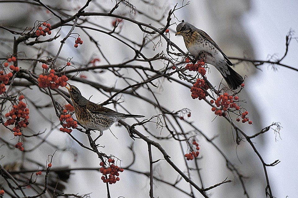 Птицы Подмосковья Зимой Фото