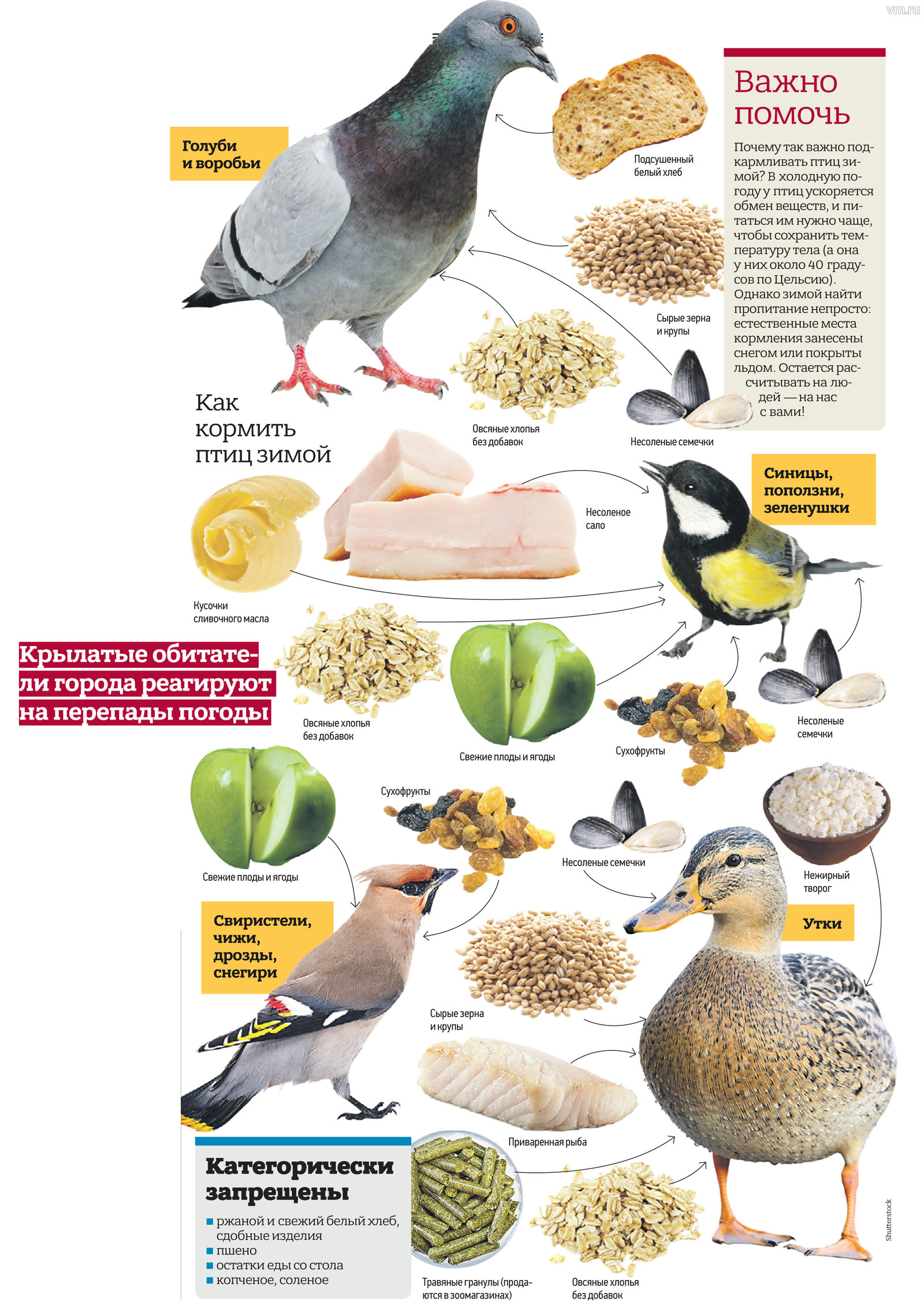 Какие крупы птицам зимой. Чем можно кормить голубей. Рацион питания голубей. Корм для птиц. Еда для домашних голубей.