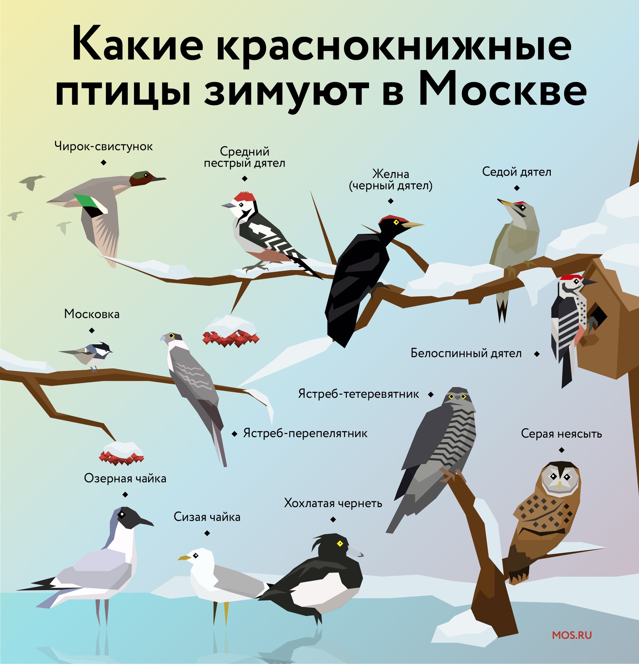 Какие птицы обитают в парках. Птицы Москвы. Зимующие птицы Москвы. Птицы которые зимуют в Москве. Птички зимующие в московских парках.