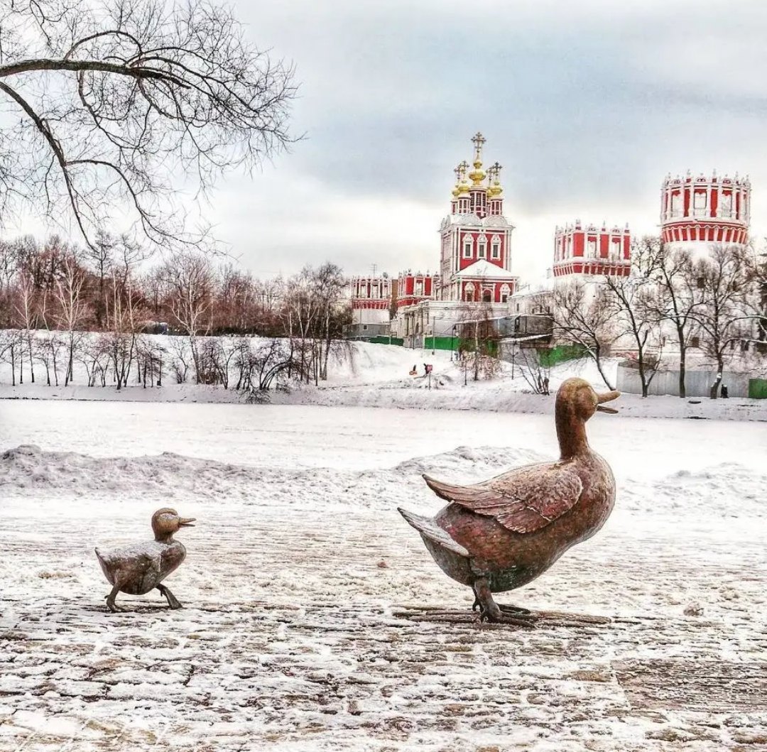 Утки зимой в москве