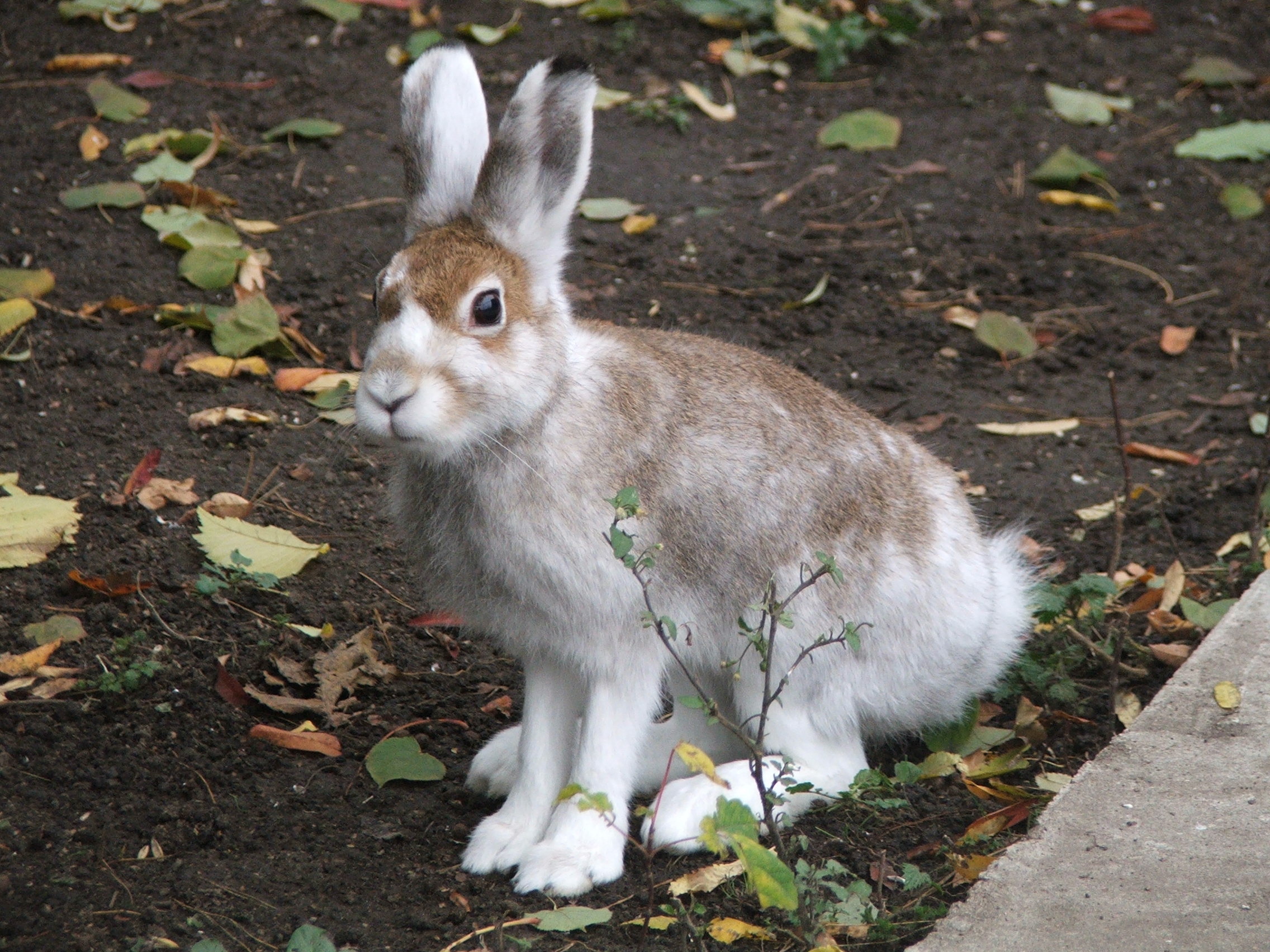 Название зайка. Линька зайца беляка. Заяц линяет. Косой заяц. Заяц в лесу.